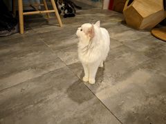-楼上猫咖(罗湖店)