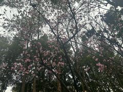 -重庆彩云湖湿地公园
