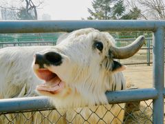 -长白岛森林公园