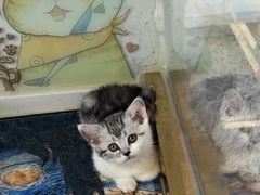 -糯米喵星人总部直营旗舰店·猫舍·幼猫出售