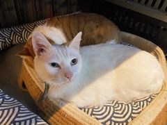 -霸道火锅(延安中路店)