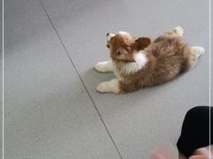 -我爱猫咪·猫咖·狗咖·安哥拉兔·羊驼咖(小寨华旗店)