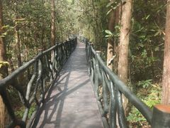 -九龙江国家森林公园