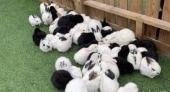 -萌宠亲子动物乐园(槐房万达店)