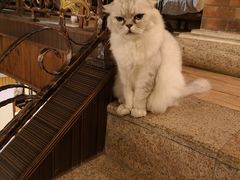 -more than meow吴止猫主题餐厅(承德 中船汇店)