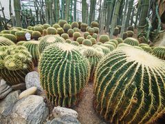 -南山植物园