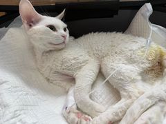 -美联众合动物医院·24h京西诊疗中心