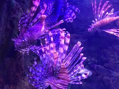-梦幻海洋王国(吾悦广场张家港店)