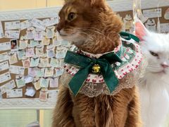 -猫小院猫主题餐厅(南锣旗舰店)