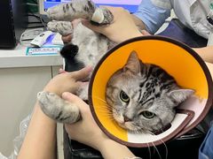 -瑞派动物医院·猫专科·至诚(江南中分院)