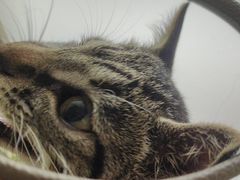 -艾吉宠物医院·疑难杂症转诊中心·猫友好(碧江路院)