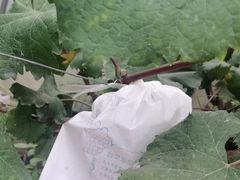 -马陆小张葡萄园农家乐