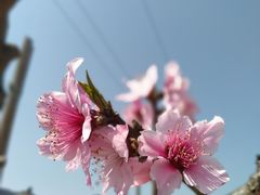 -南汇桃花村