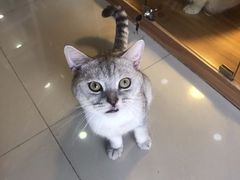 -喵百万·布偶·蓝金金渐层英短·猫舍(百子湾店)