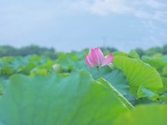-嘉北郊野公园