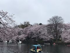 -井之头恩赐公园