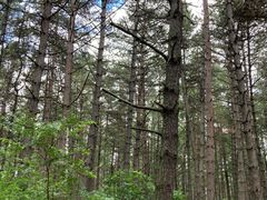 -帽儿山国家森林公园