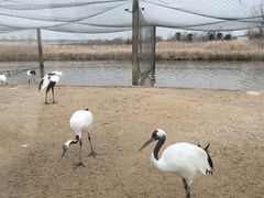 -盐城丹顶鹤湿地生态旅游区