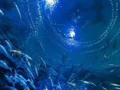 -海合安武汉极地海洋公园