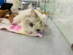 -达爱动物医院·犬猫分区·CT·复杂眼科(远洋山水分院)