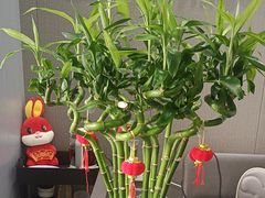 -田凤波推拿.按摩养生(幸福店)