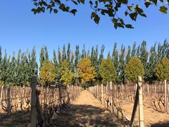 -安德鲁户外烧烤帐篷营地(马泉营店)