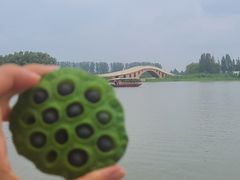 -白洋淀景区