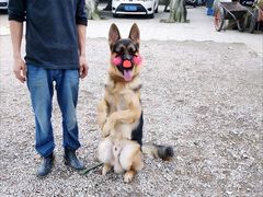 -仁华宠物医院(青羊店)