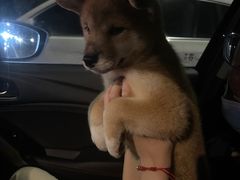-南京Hallo宠物乐园·哈罗犬舍·柴犬繁育基地