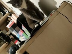-谐和益家动物医院·免疫绝育·血液透析·宠保定点医院(高新伊藤分院)