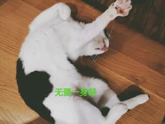 -灵美宠物诊所