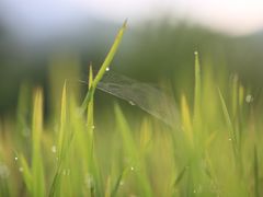 -牙胡梯田