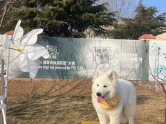 -趣玩宠物乐园寄养训犬训狗游泳池