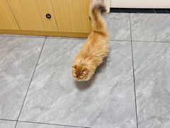 -美联众合爱康动物医院•复杂内科•肿瘤科•牙科•腔镜诊疗中心