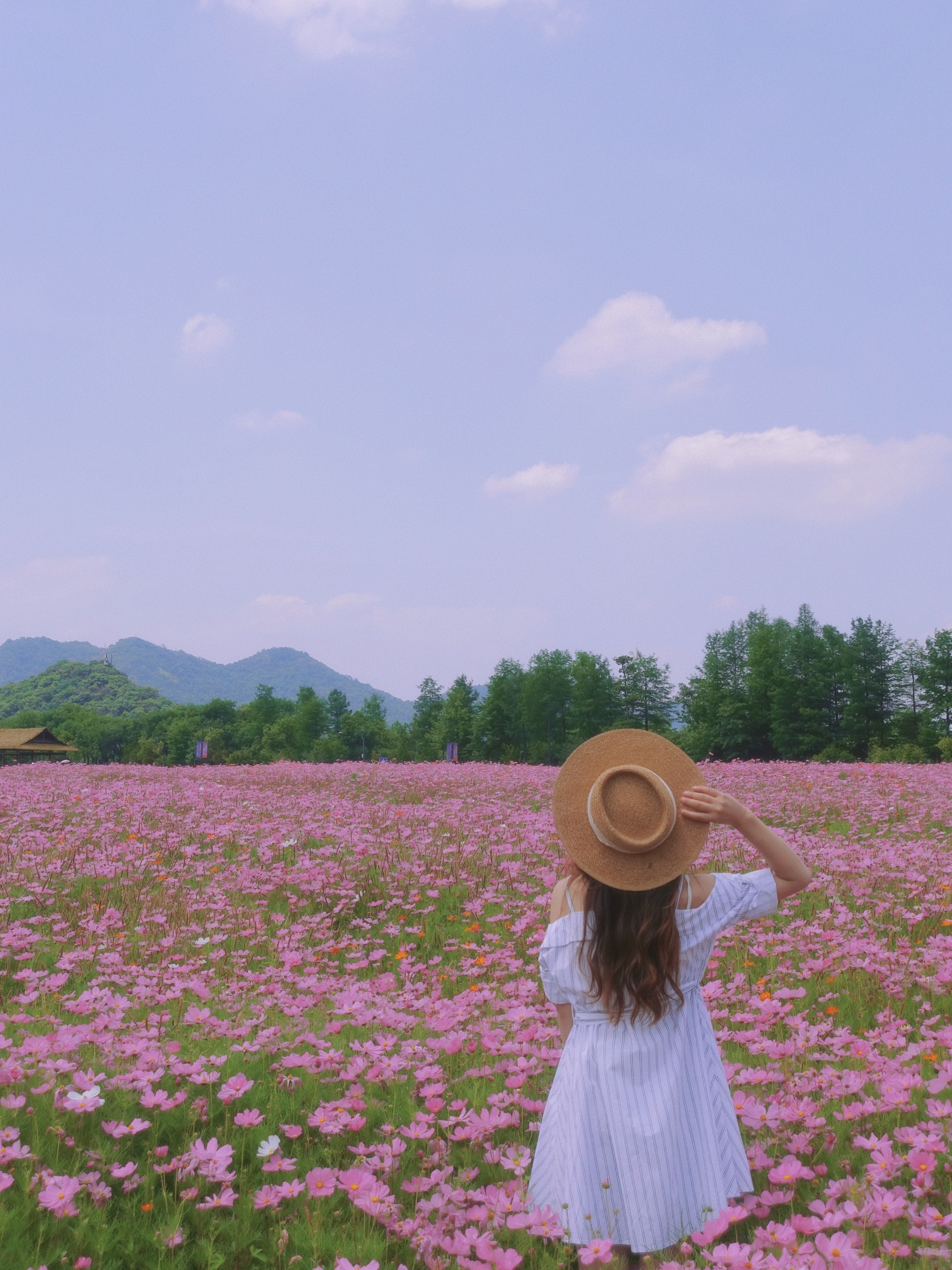 湘湖花海香田花期表图片