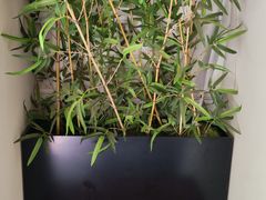 -三煮纸包鱼(青岛总店)
