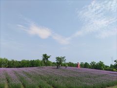 -同里国家湿地公园