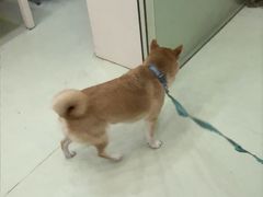 -瑞鹏宠物医院·宠保定点·心脏科·内科(御桥分院)