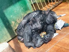 -荆州中山公园动物园