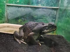 -上海大自然野生昆虫馆