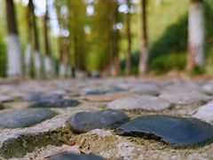 -合肥滨湖国家森林公园