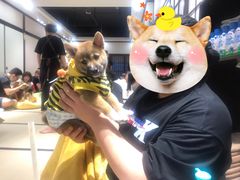 -逗柴咖啡屋·狗咖猫咖宠物桌游
