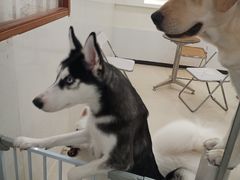 -共舞时光猫咖·狗咖(新街口店)