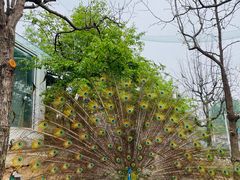 -丽泽山庄·生态怀柔菜·虹鳟鱼(红螺寺店)