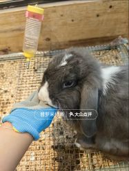 -神奇动物撸宠馆·羊驼·小浣熊·异宠(豫园店)