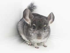 -龙猫仔乐园(惠福东路店)