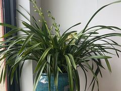 -荷风细雨·中国茶宴(碧云店)