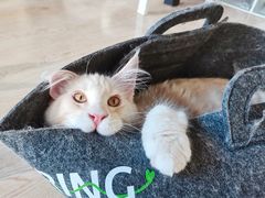 -十年猫舍·猫咪专门店(普陀店)