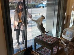 -猫大福·Fortune Cat猫舍(百子湾店)