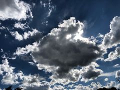 -乌兰布统景区-白桦林